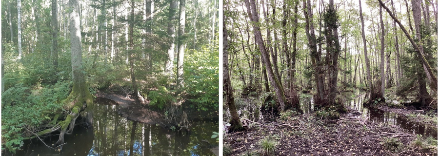 Två bilder på våtmarker. Träd i bakgrund och översvämmad mark i förgrund.