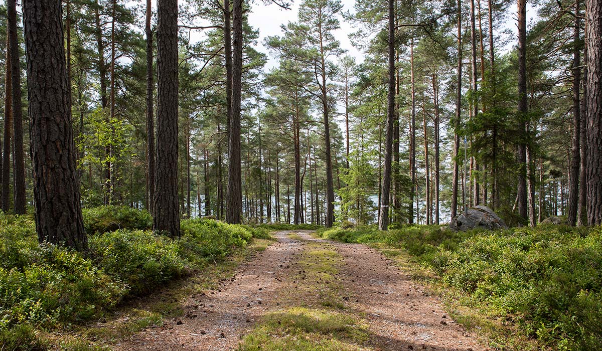 Bild på en skog med en grusväg.